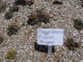 Argyroderma fissum