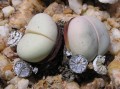 Argyroderma pearsonii