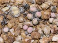 Argyroderma spp.
