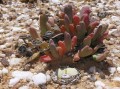 Cephalophyllum sp. spissum 2