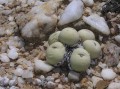 Conophytum calculus