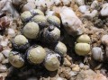 Conophytum cf. calculus
