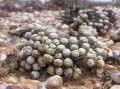 Conophytum minutum