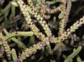 Crassula muscosa