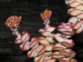 Crassula rupestris