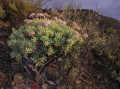 Crassula sp. 1_1