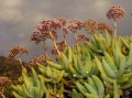 Crassula sp. 1_2
