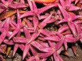 Crassulaceae