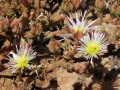 Flowering Aizoaceae