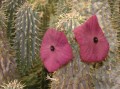 Hoodia sp.