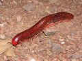 Millipede