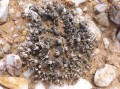 Monilaria pisiforme