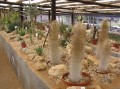 Pachypodium namaquanum 1