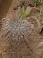 Pachypodium namaquanum 2