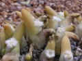 Phylllobolus digitatus 2