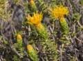 Pteronia cf. glomerata