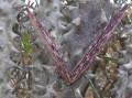 Quaqua cf. incarnata