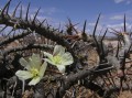 Sarcocaulon crassicaule