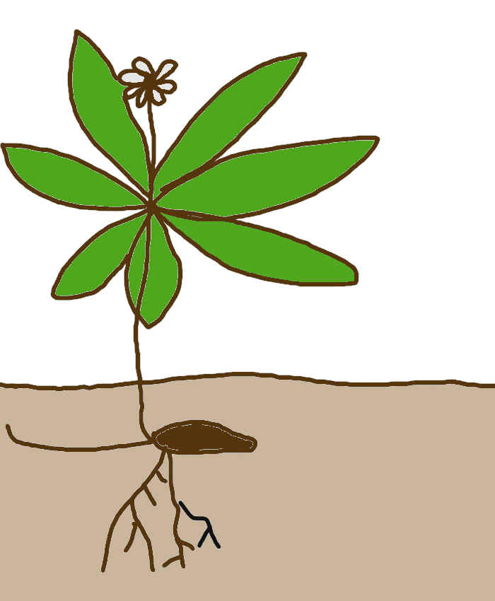 trient.BMP (1785056 bytes)