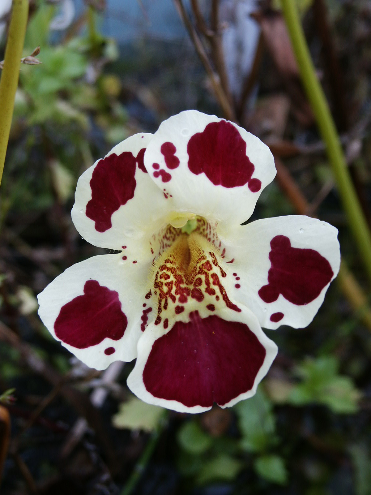 Mimulus in Zahrádkář 12/2017 Mimulus in Zahrádkář 12/2017