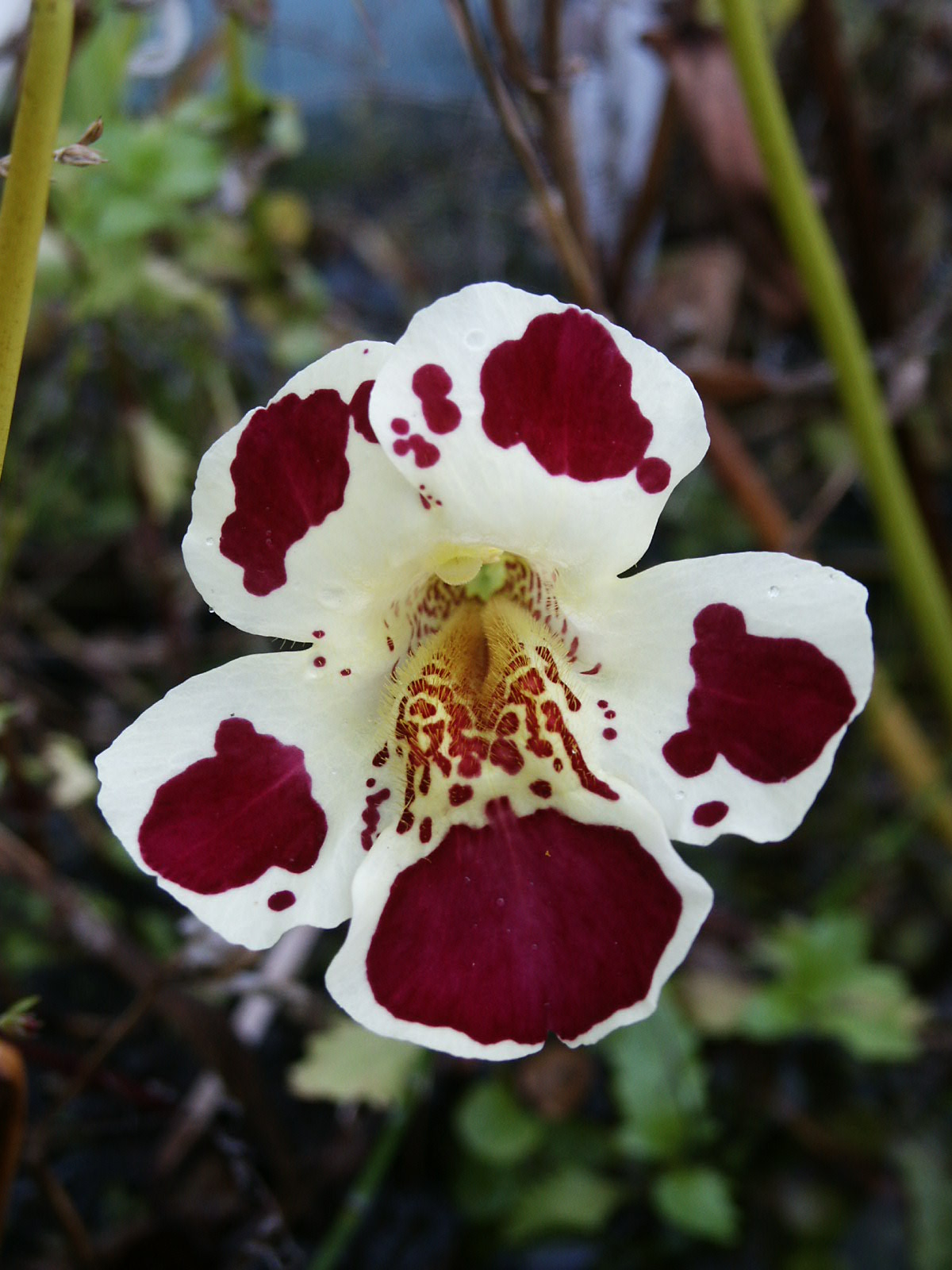 Mimulus in Zahrádkář 12/2017