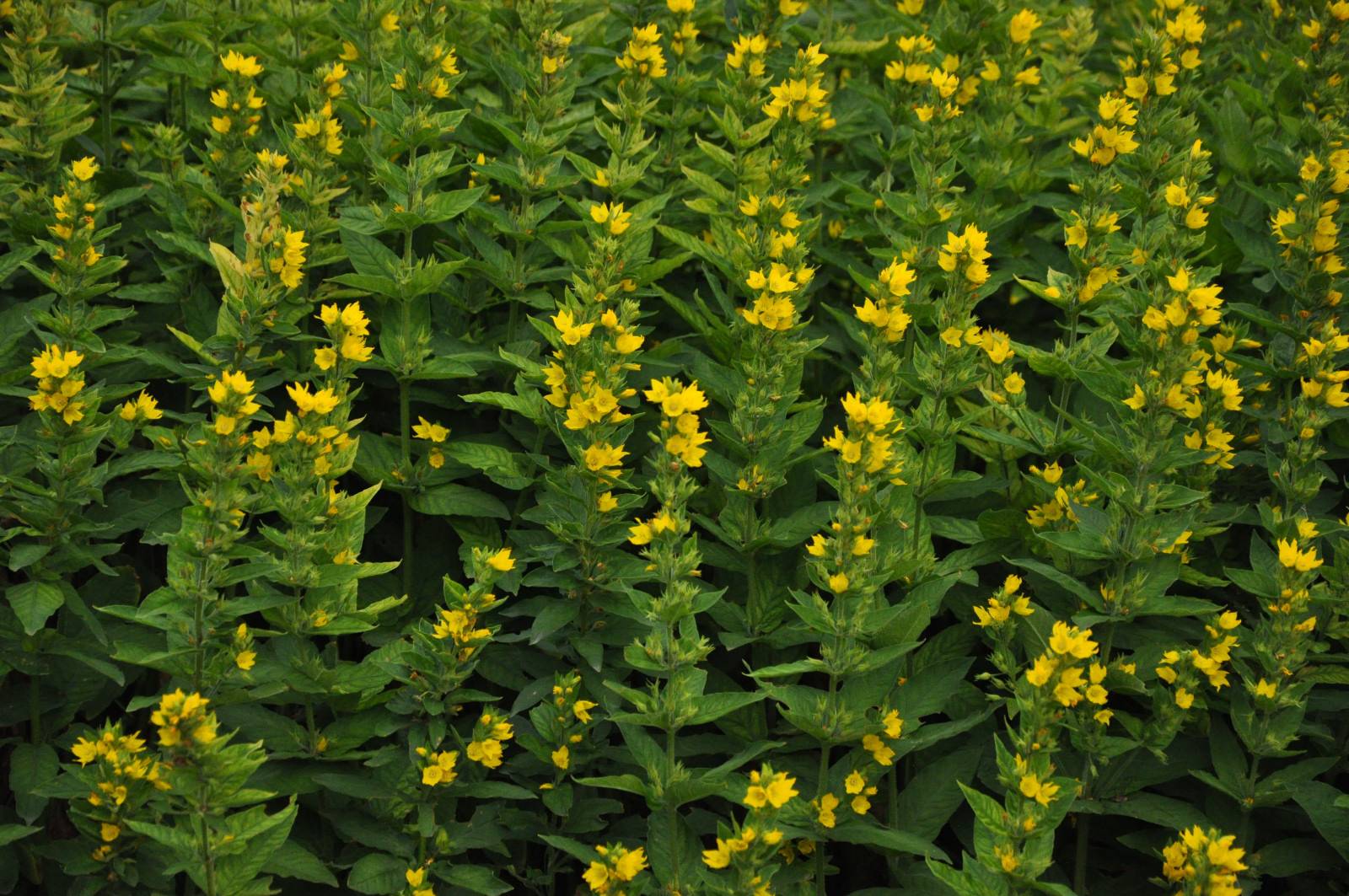 Lysimachia in Zahrádkář 1/2018 Lysimachia in Zahrádkář 1/2018