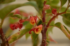 Impatiens etindensis