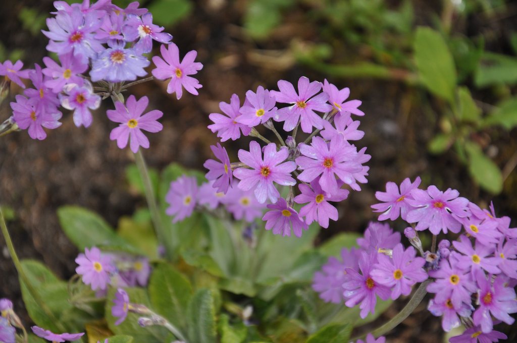 Plants for mires in Zahrádkář 1/2019