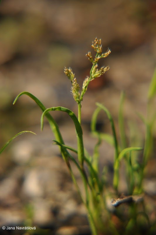 Hortus Botanicus Třeboň is now member of The International Plant Exchange Network!!!!!