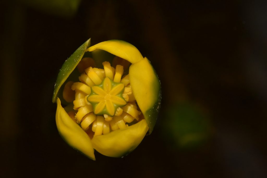 květ Nuphar pumila