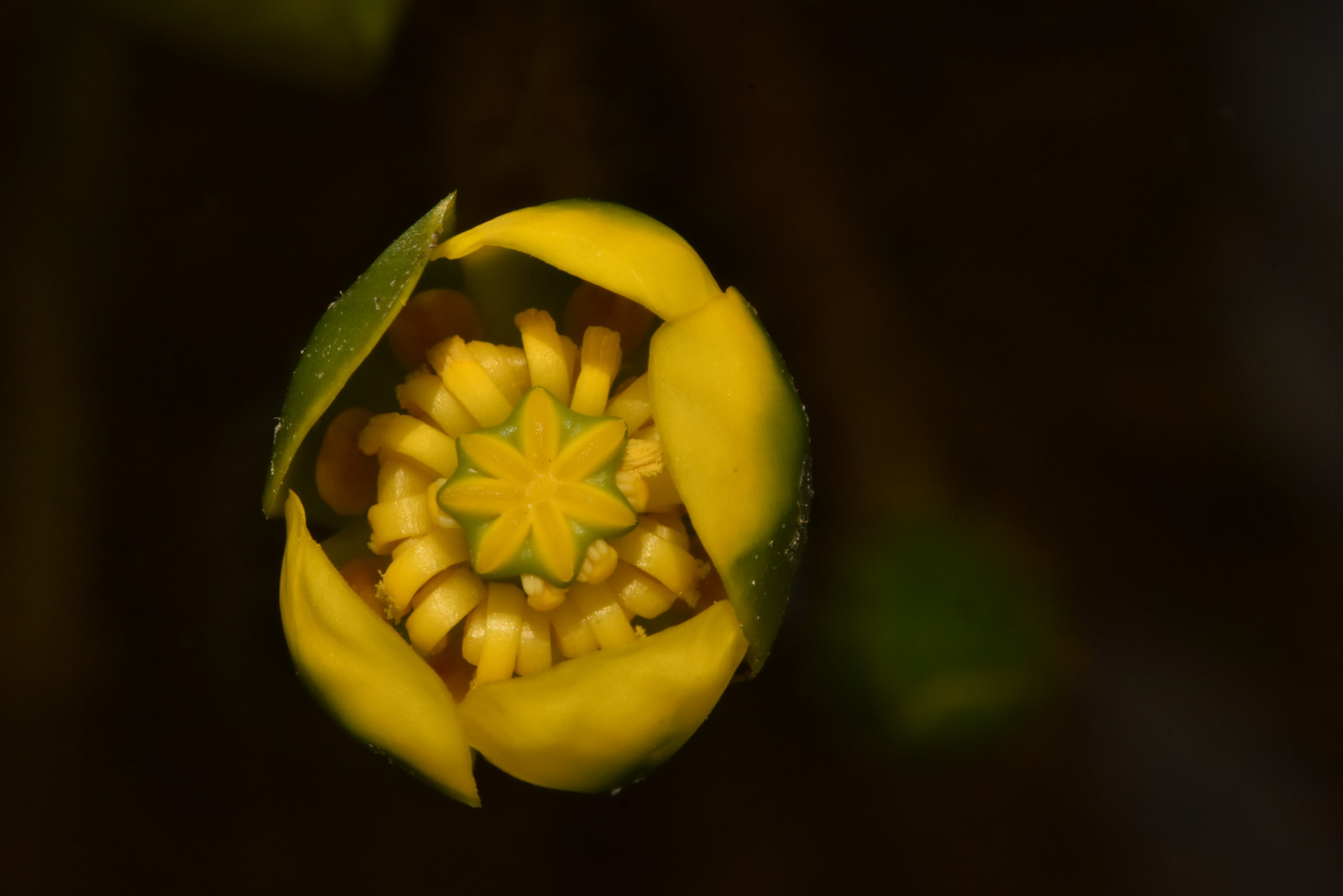 Nuphar pumila