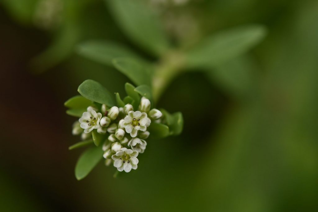 Corrigiola litoralis
