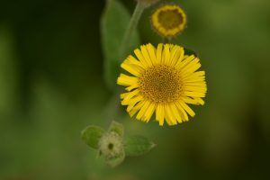 Pulicaria dysenterica