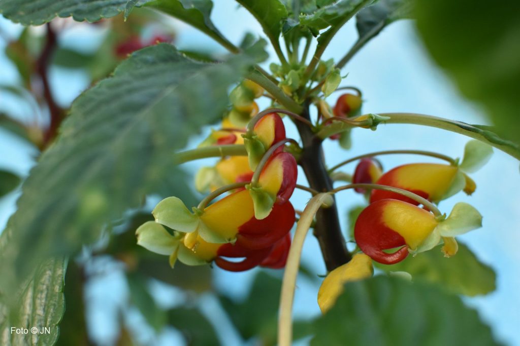 Impatiens niamniamensis