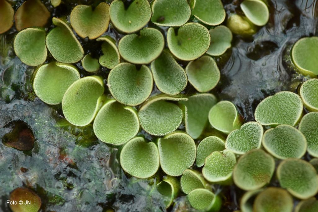 Salvinia cucullata