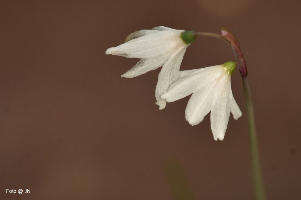 Acis autumnalis