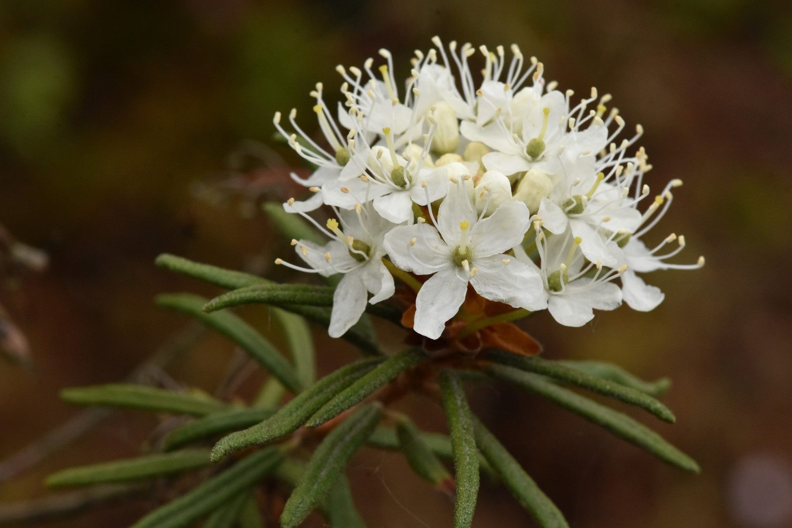Botanická zahrada Třeboň je v plném květu Botanická zahrada Třeboň je v plném květu