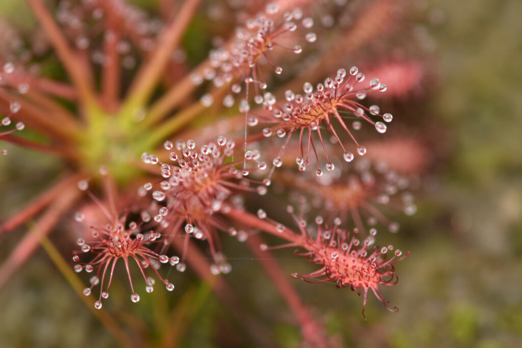 Drosera intermedia