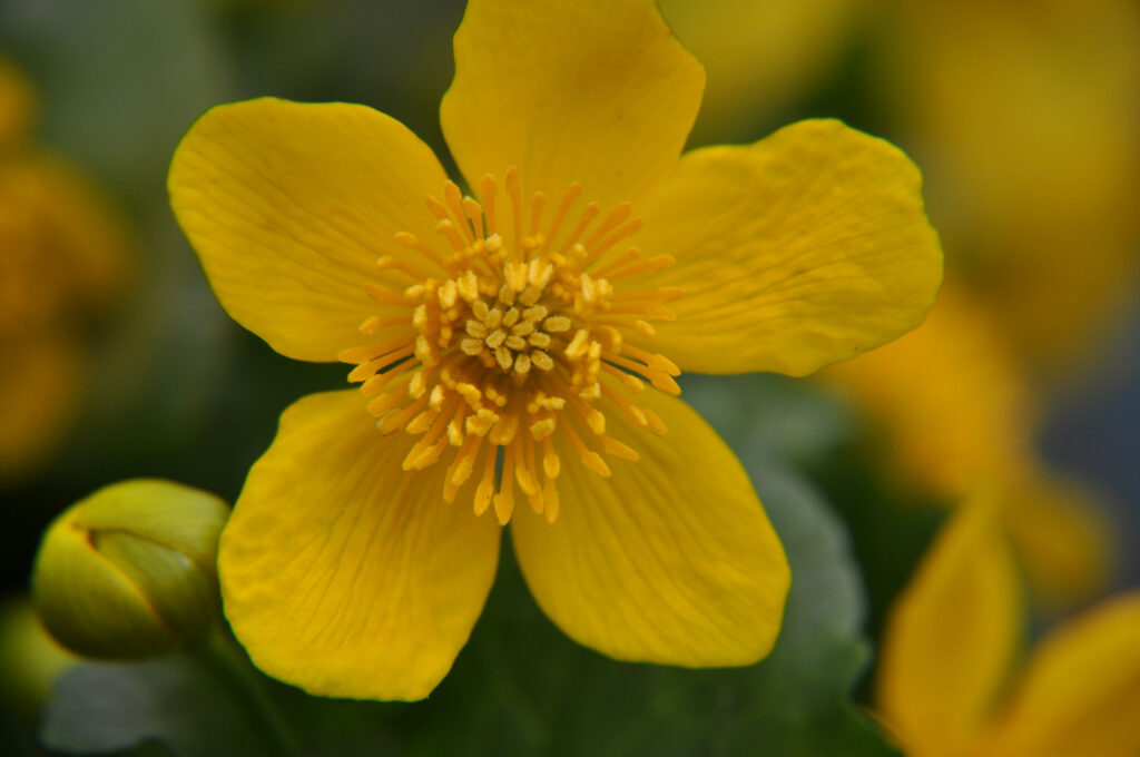 Caltha palutris