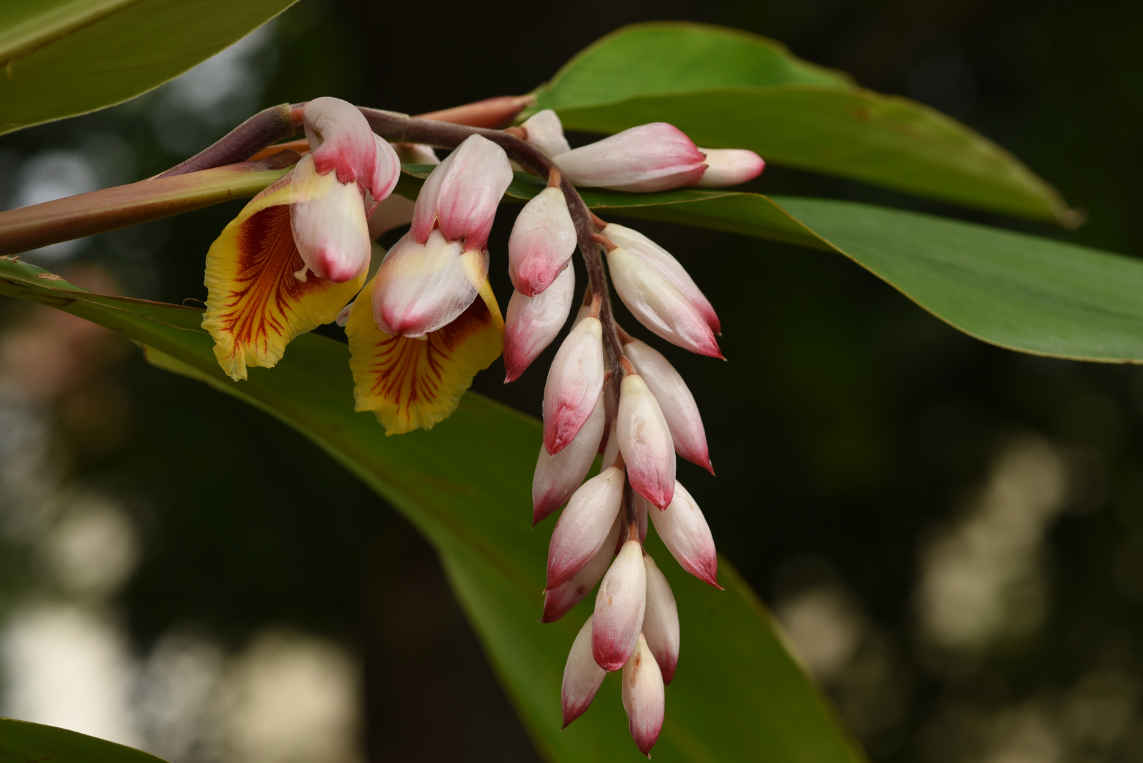 Vykvetl galgán (Alpinia zerumbet)