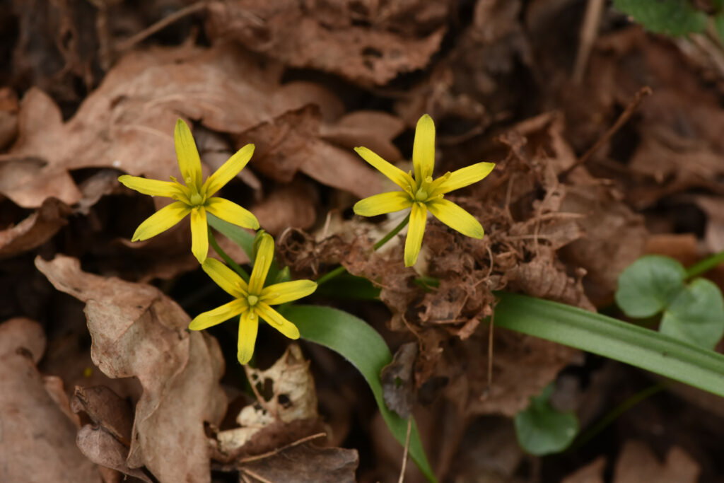 křivatec žlutý (Gagea lutea)