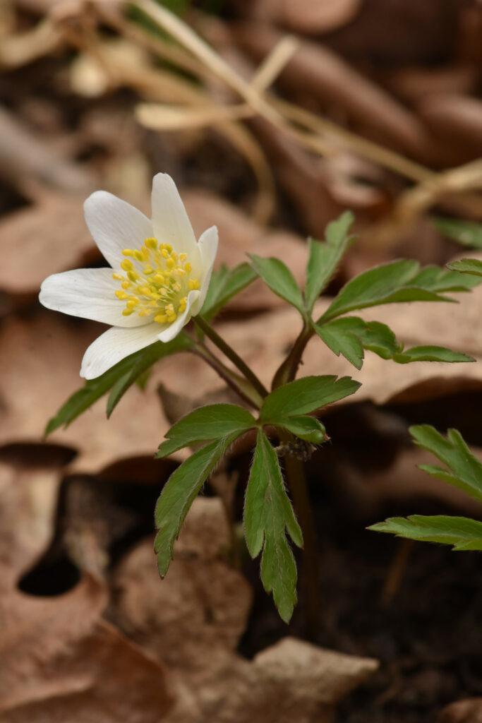 sasanka hajní (Anemone nemorosa)