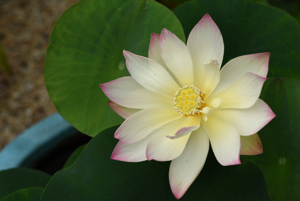 Nelumbo nucifera