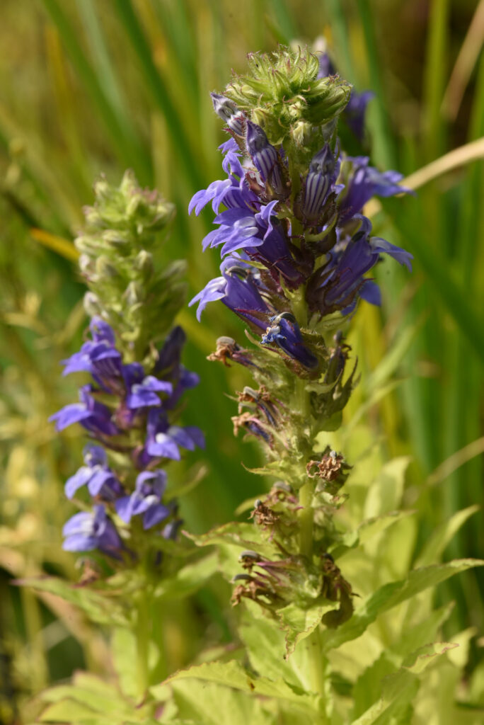 Lobelia siphilitica