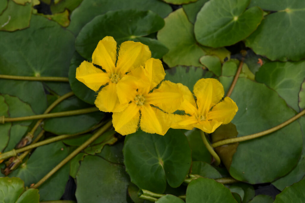 Nymhoides peltata