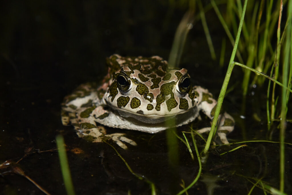 Bufotes viridis