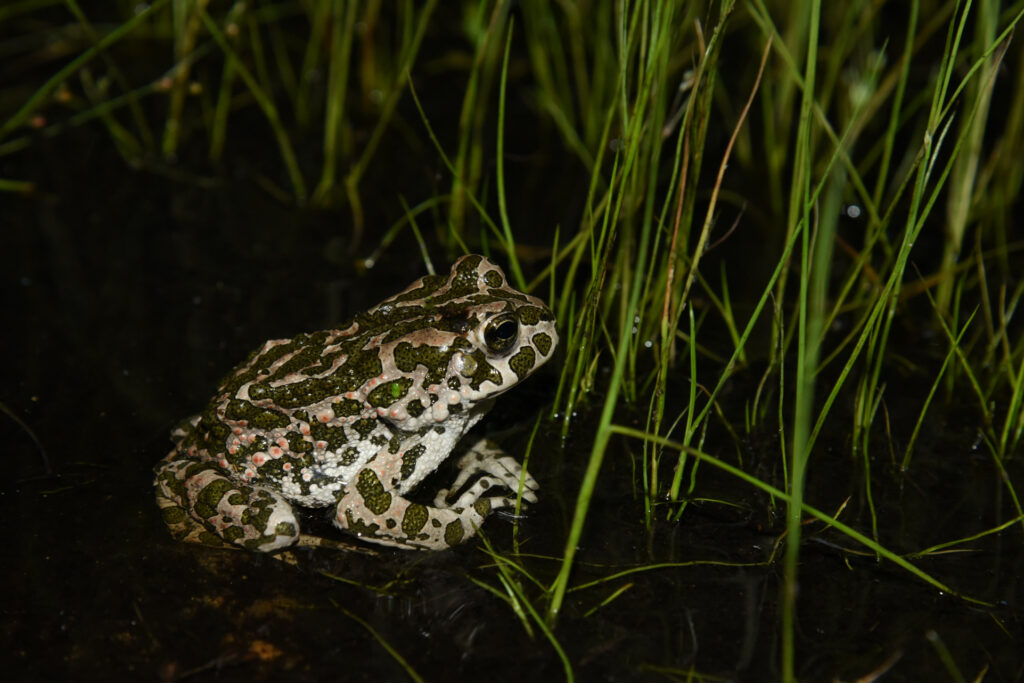 Bufotes viridis