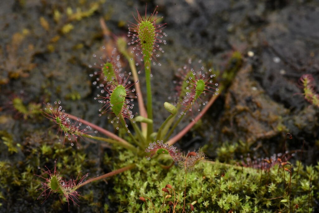 Drosera anglica