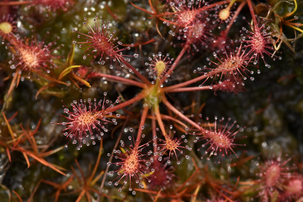 Drosera intermedia