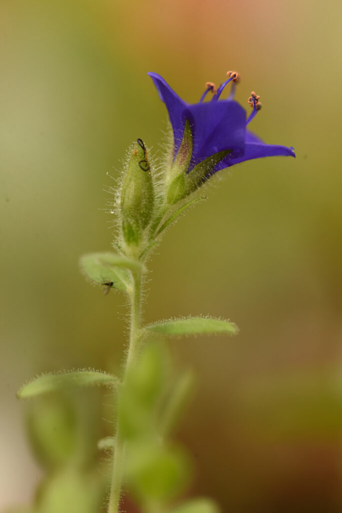 Hydrolea spinosa